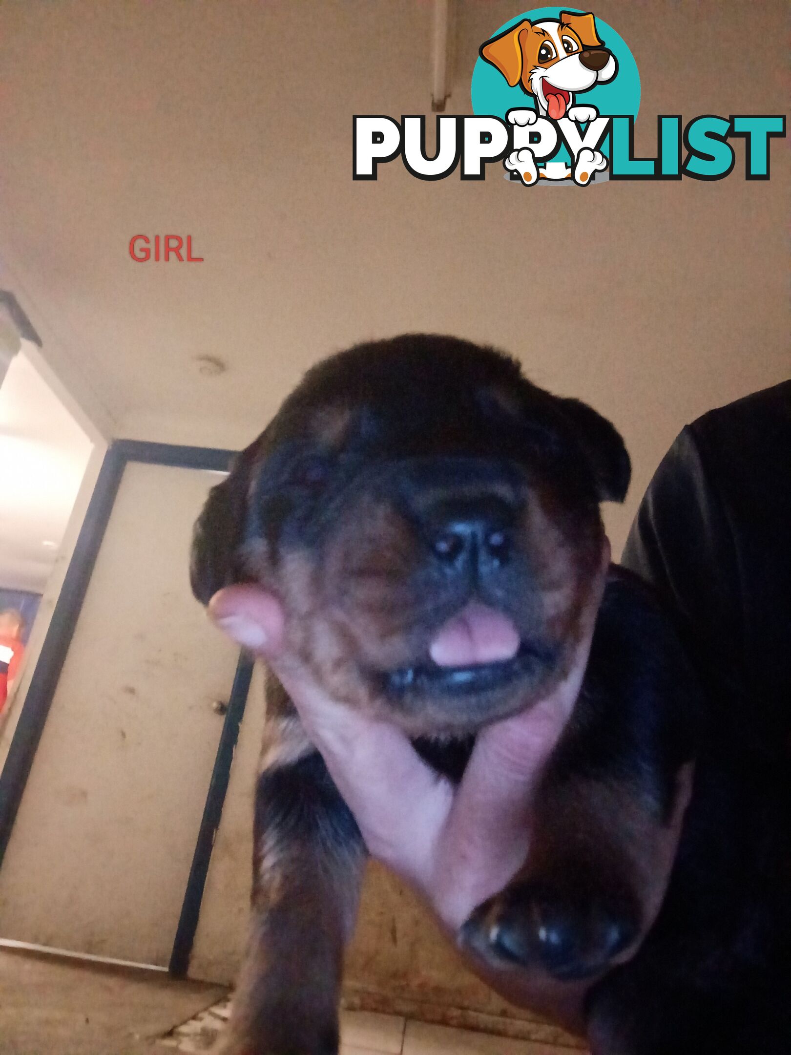 Rottweiler puppies