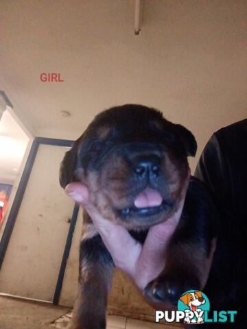 Rottweiler puppies