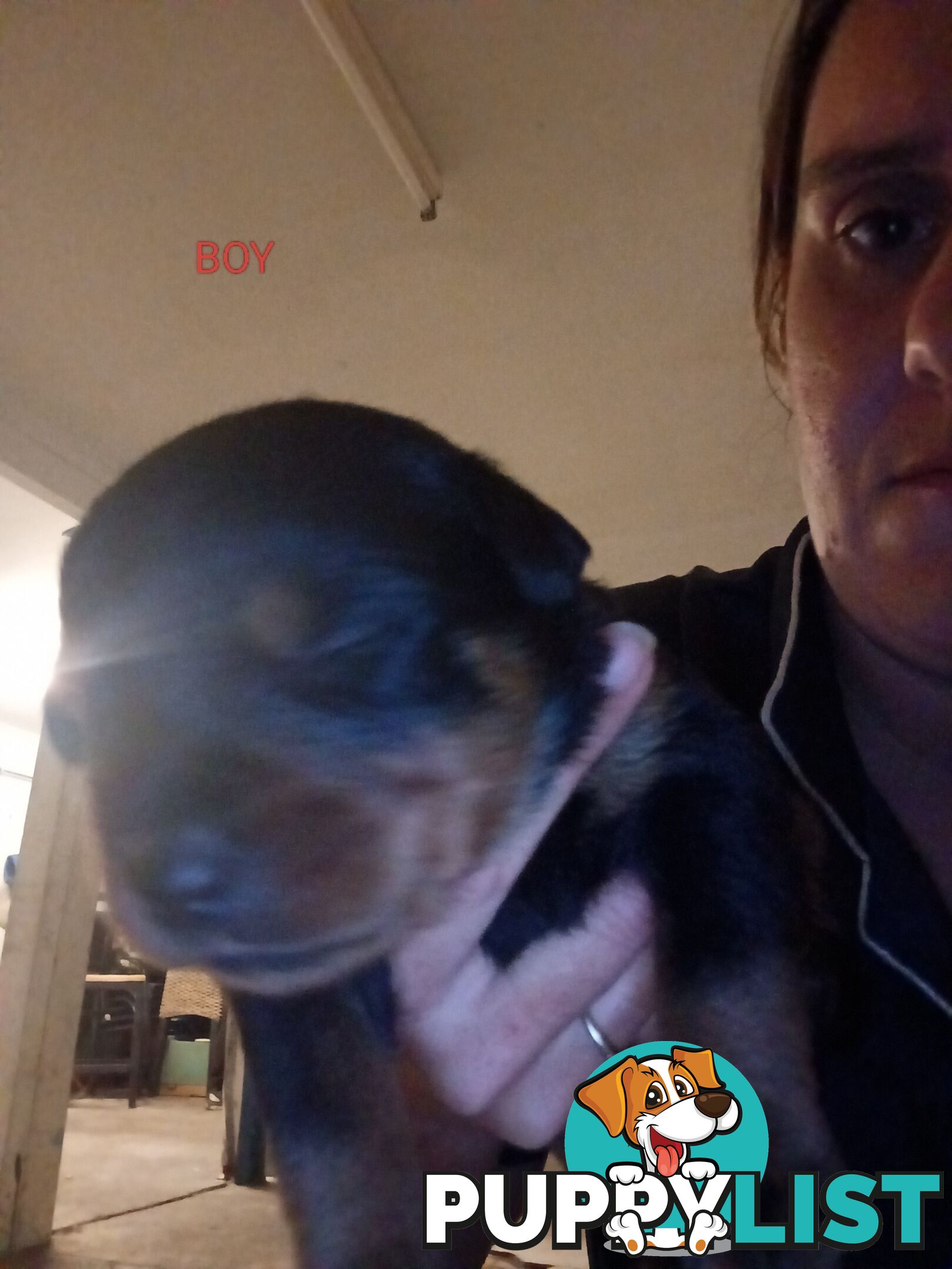 Rottweiler puppies