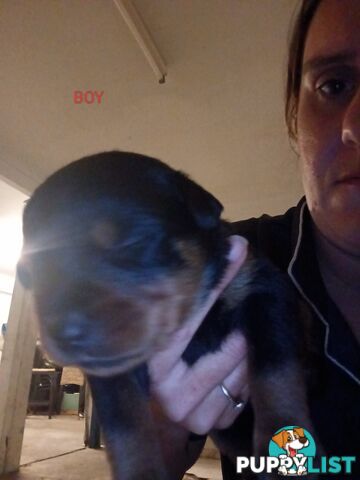Rottweiler puppies