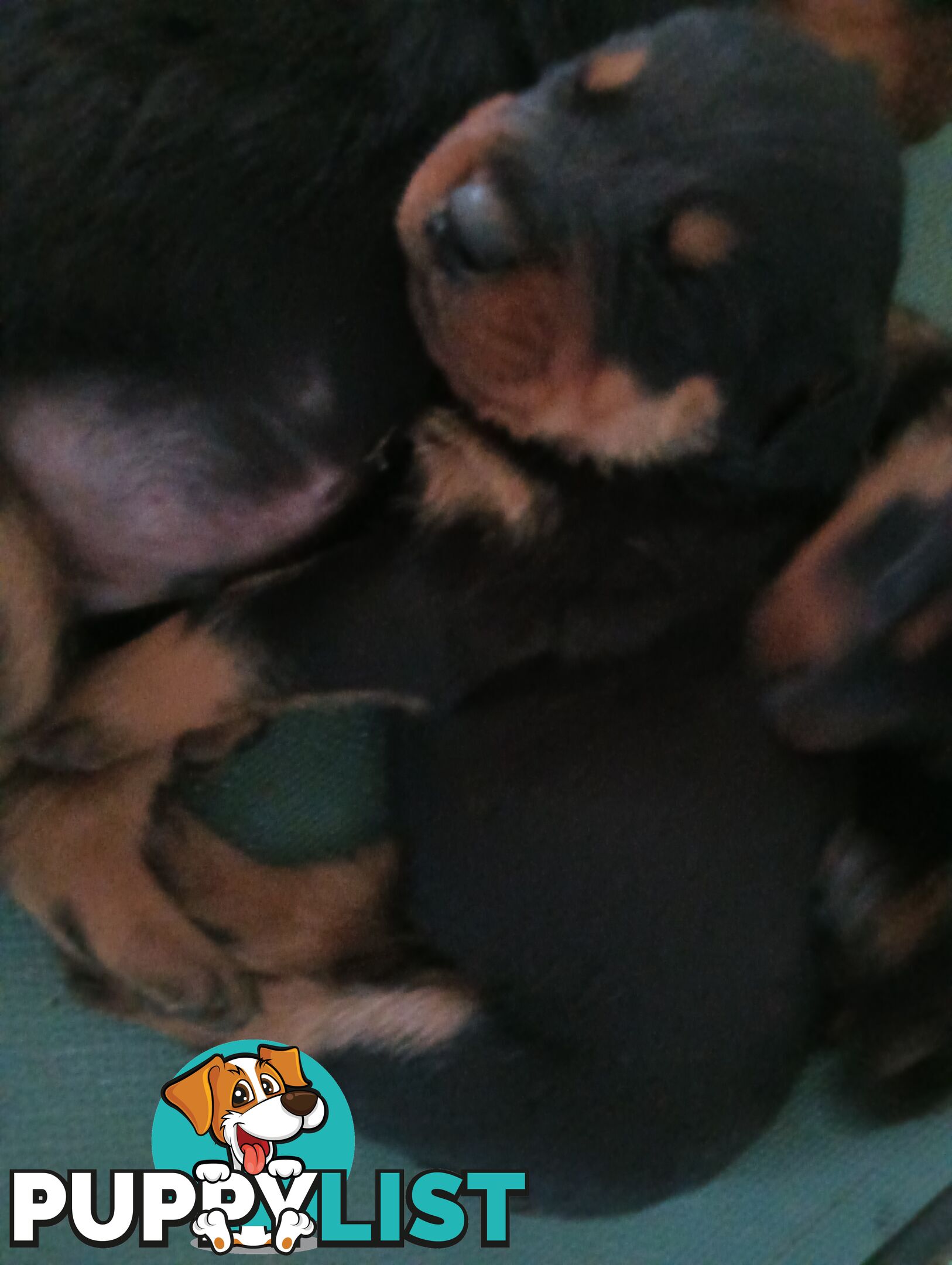 Rottweiler puppies