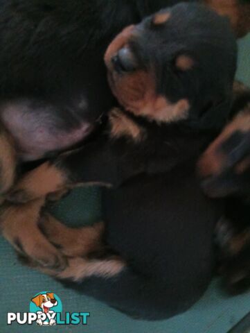 Rottweiler puppies