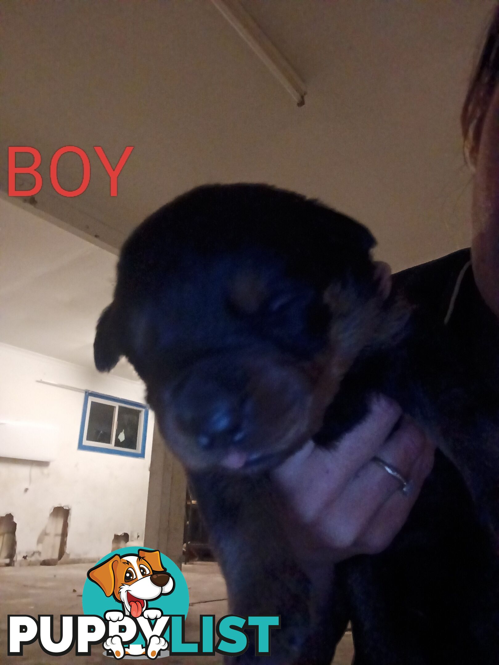 Rottweiler puppies