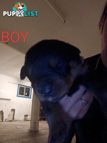 Rottweiler puppies