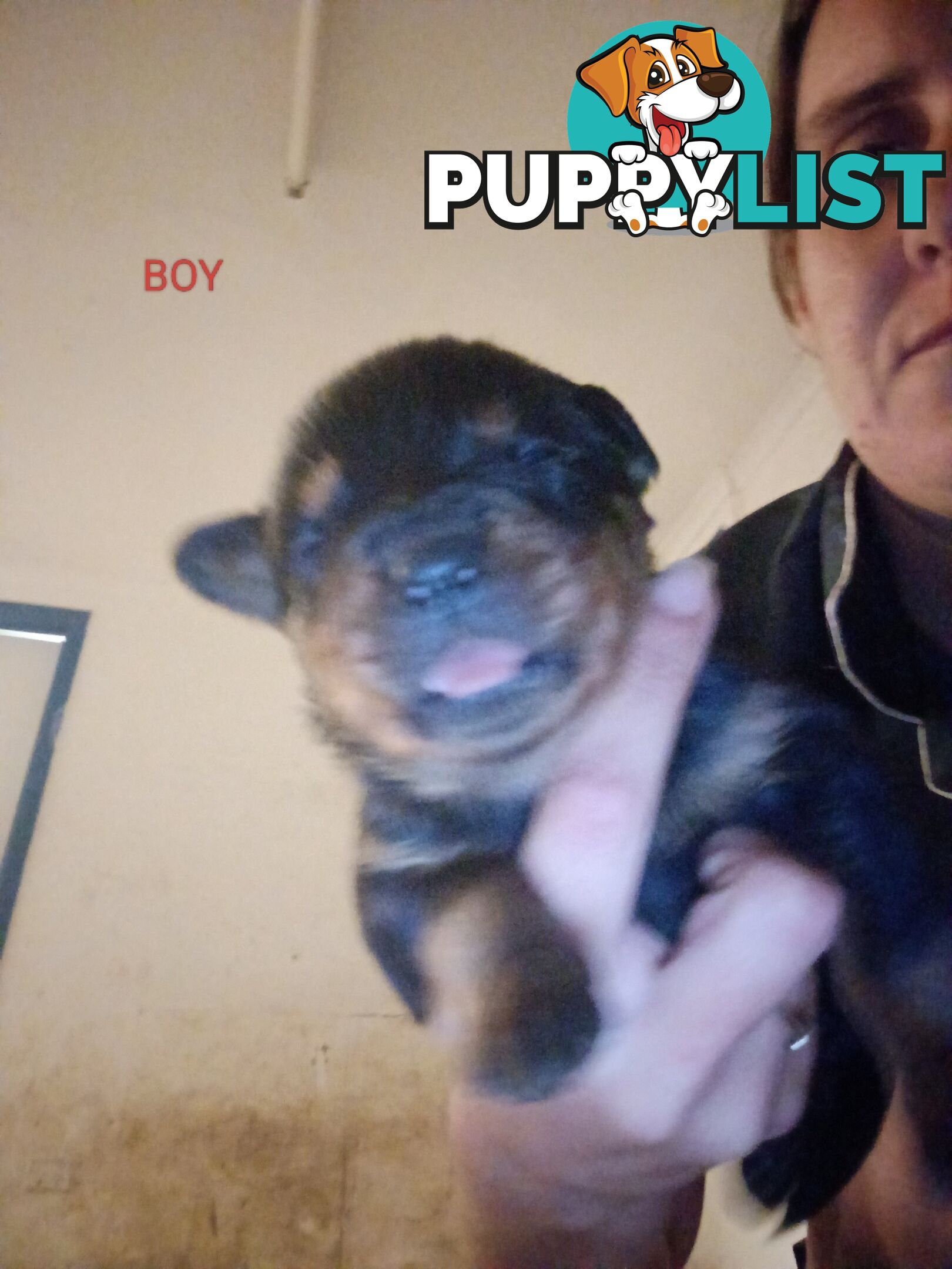 Rottweiler puppies