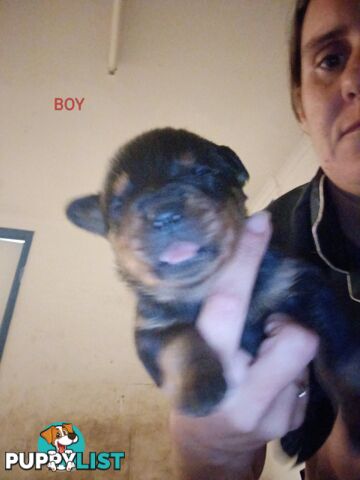 Rottweiler puppies