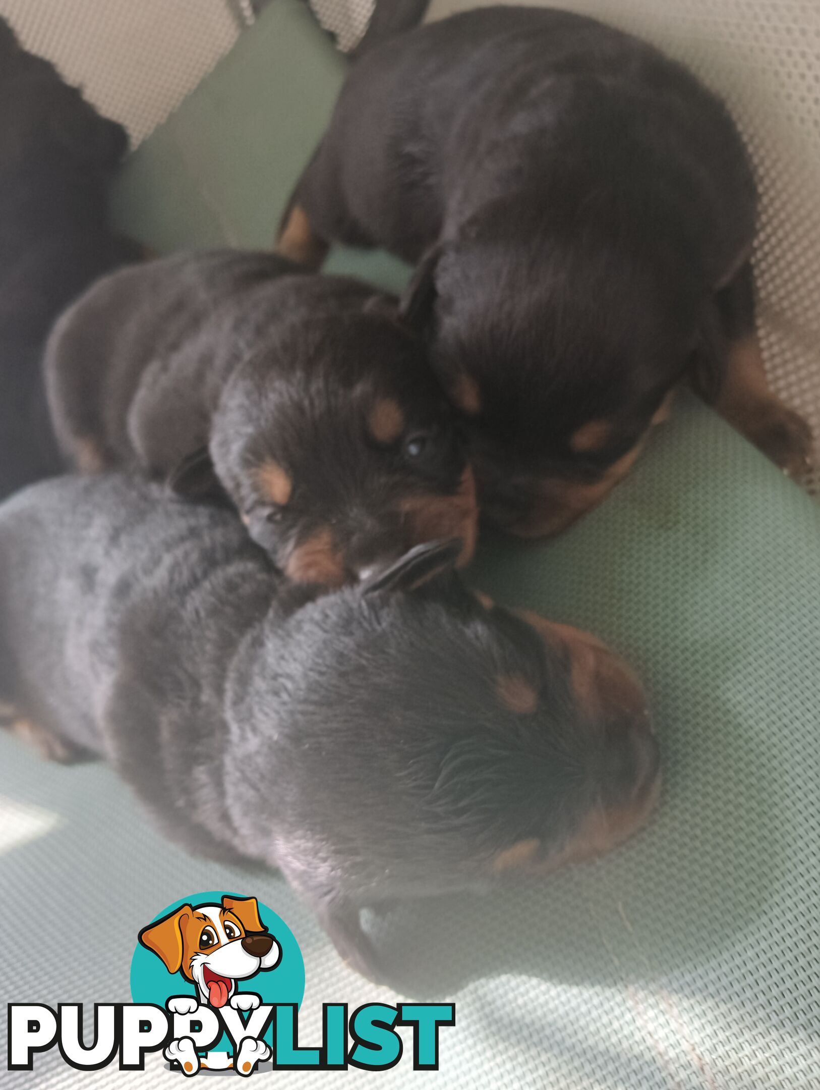 Rottweiler puppies