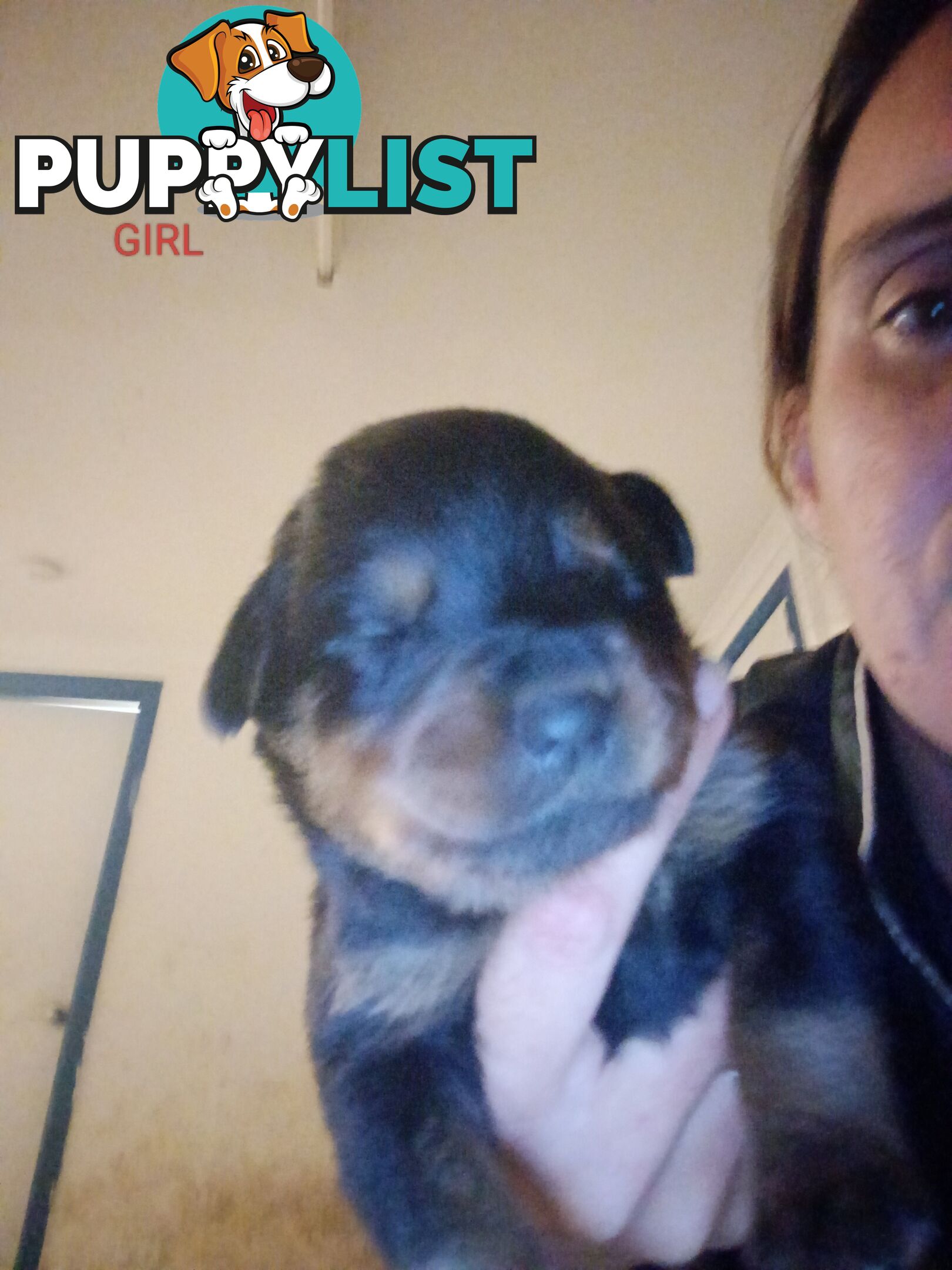 Rottweiler puppies
