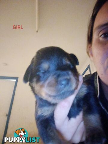 Rottweiler puppies