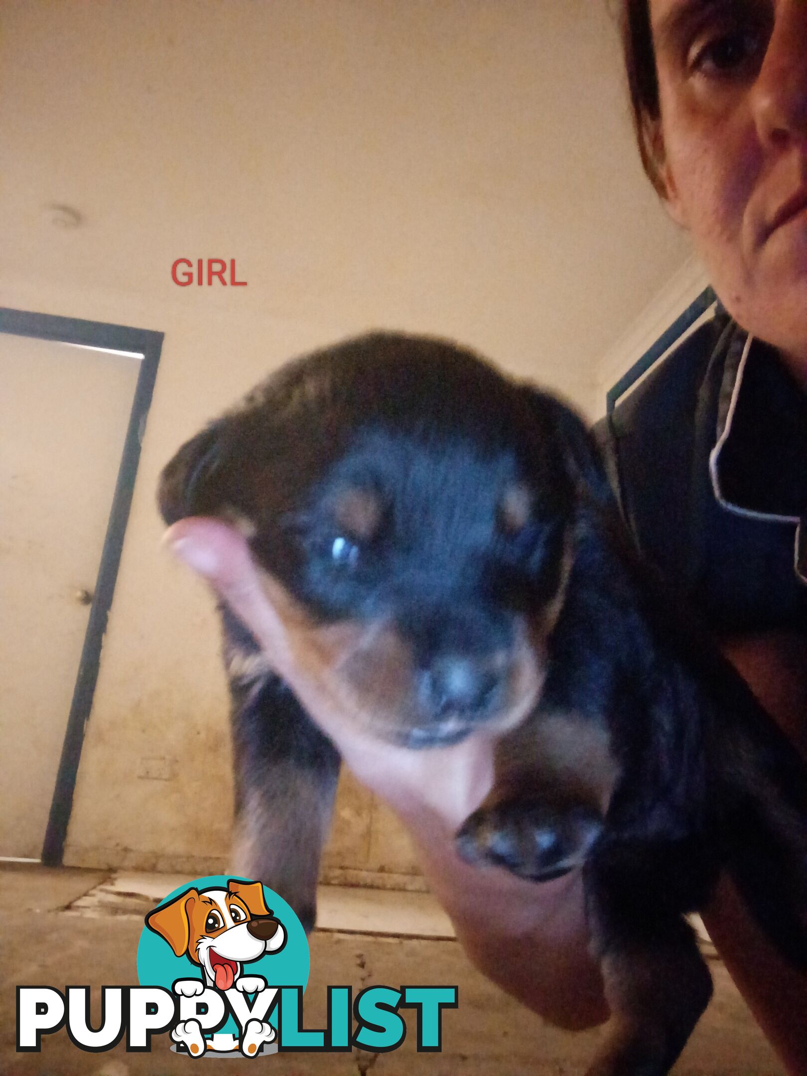 Rottweiler puppies