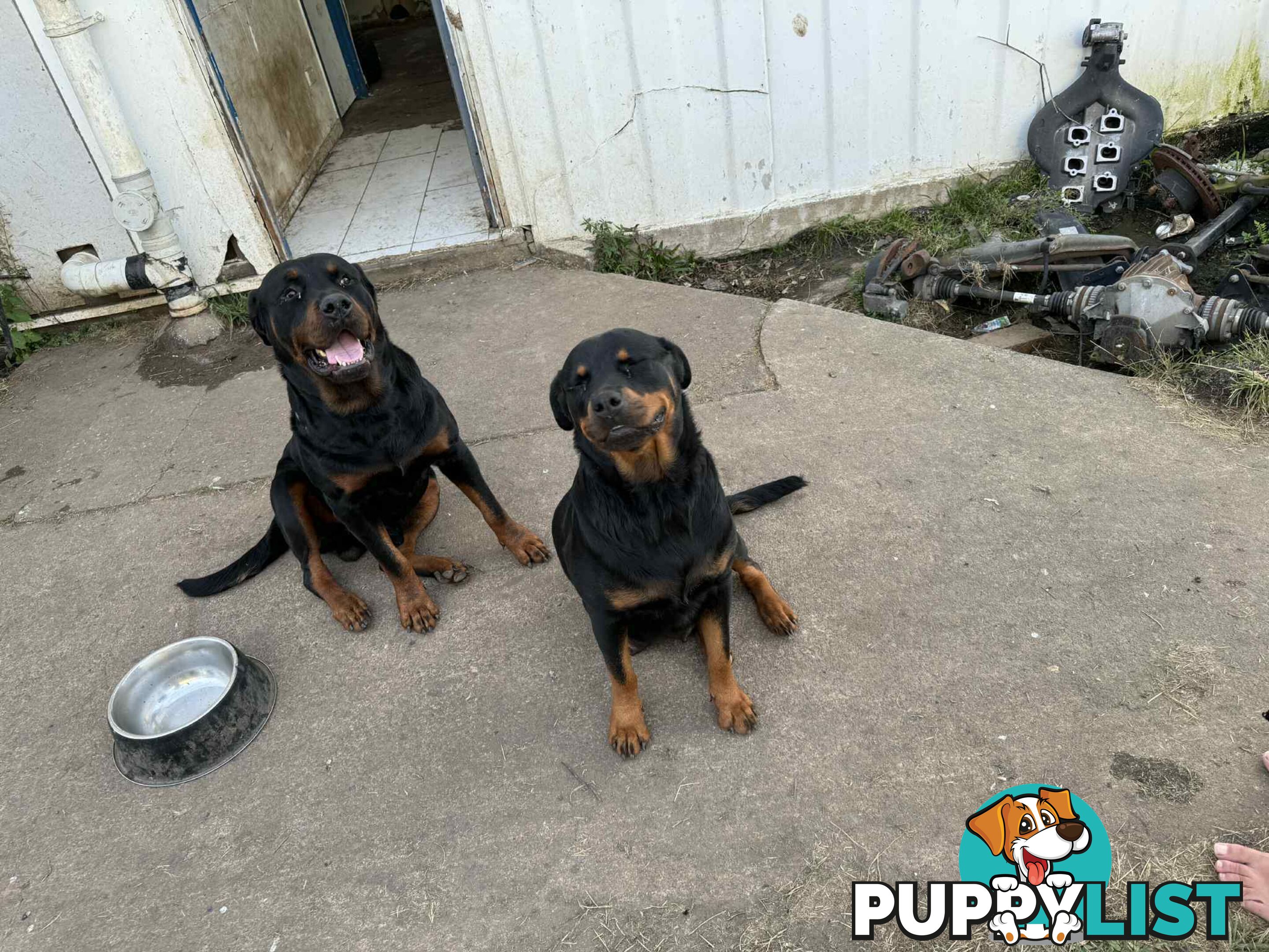 Rottweiler puppies