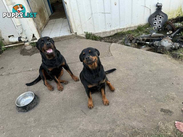 Rottweiler puppies