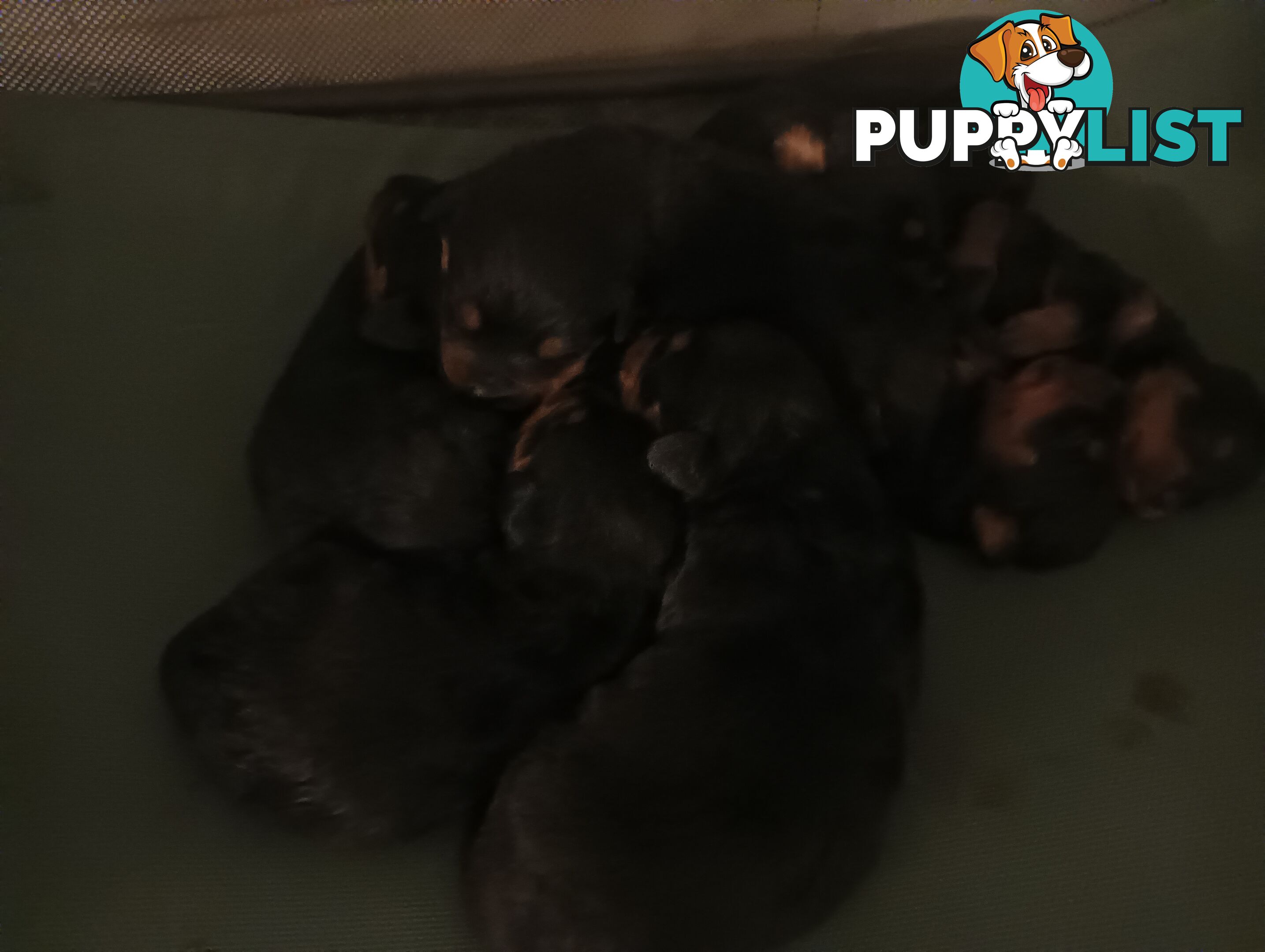 Rottweiler puppies