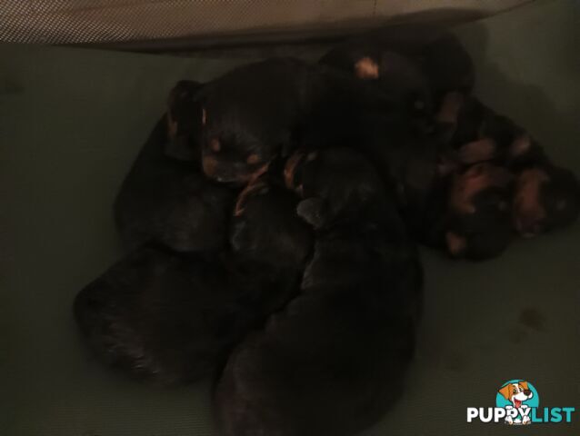 Rottweiler puppies