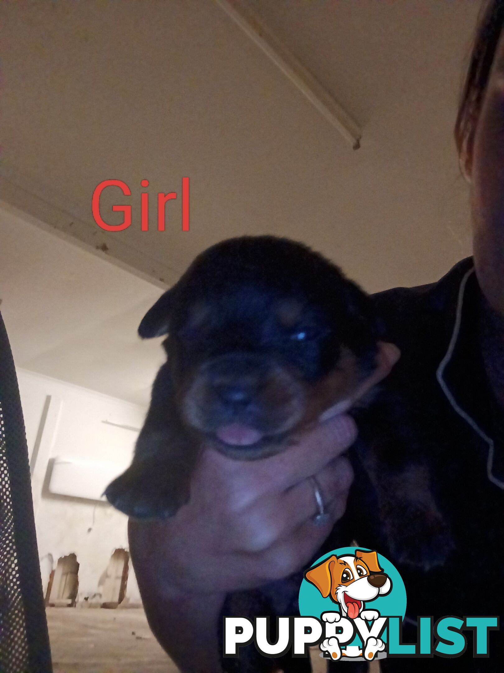 Rottweiler puppies