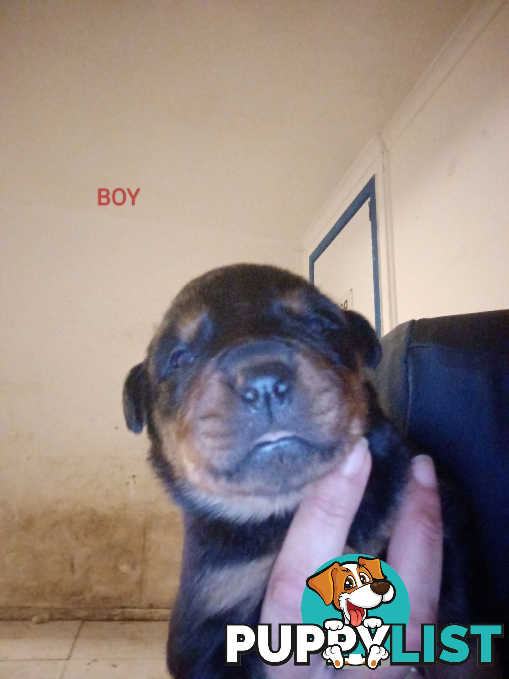 Rottweiler puppies