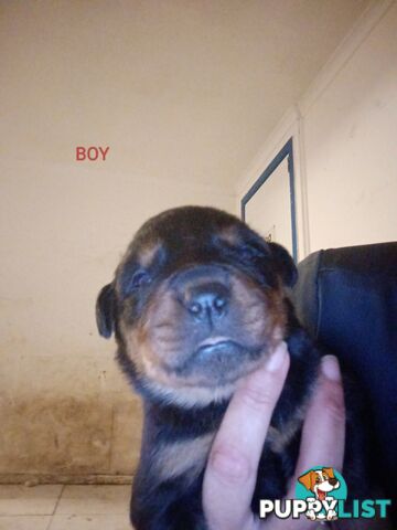Rottweiler puppies