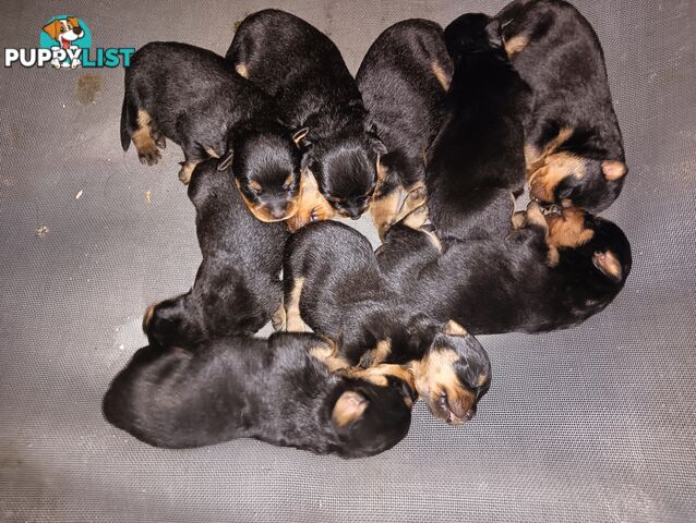 Rottie pups for Christmas