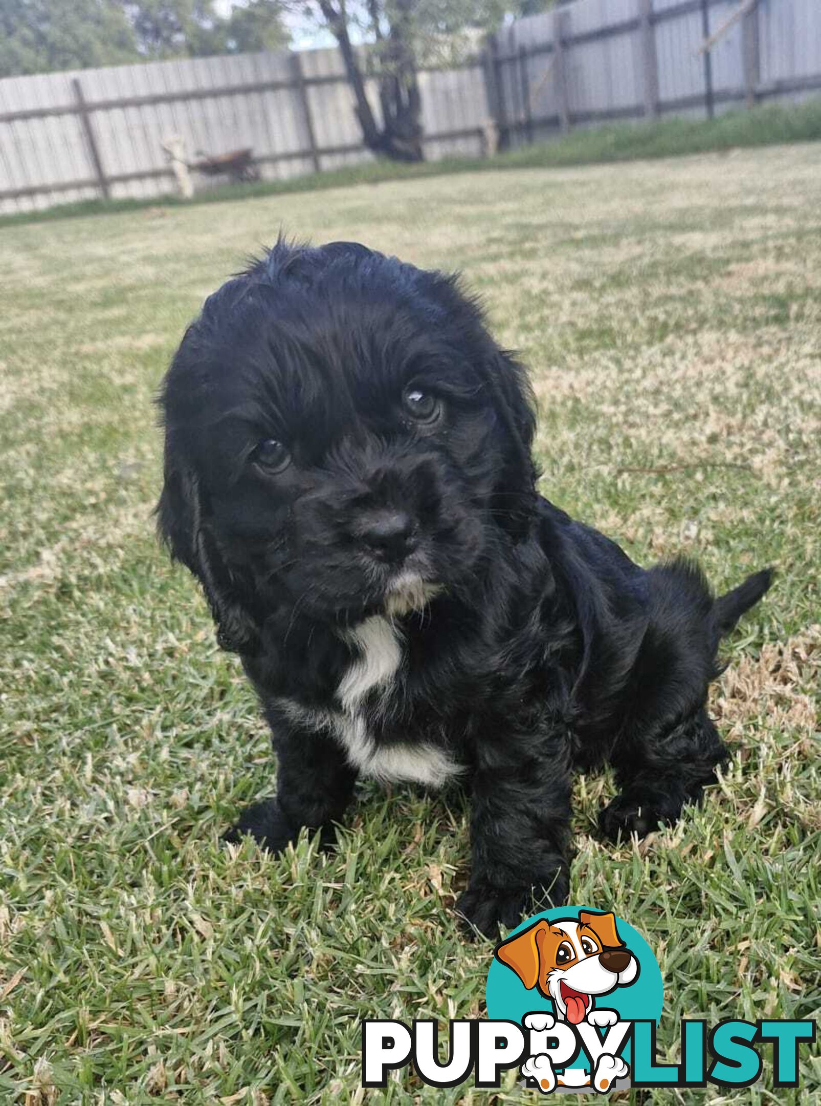 Cockalier Puppies for sale