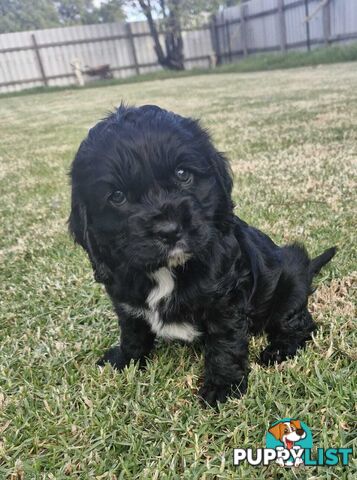 Cockalier Puppies for sale