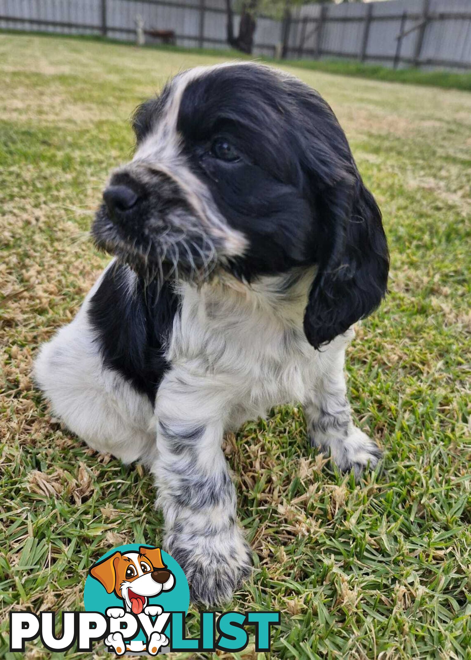 Cockalier Puppies for sale