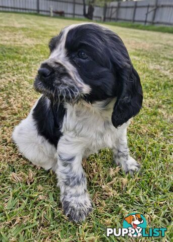 Cockalier Puppies for sale