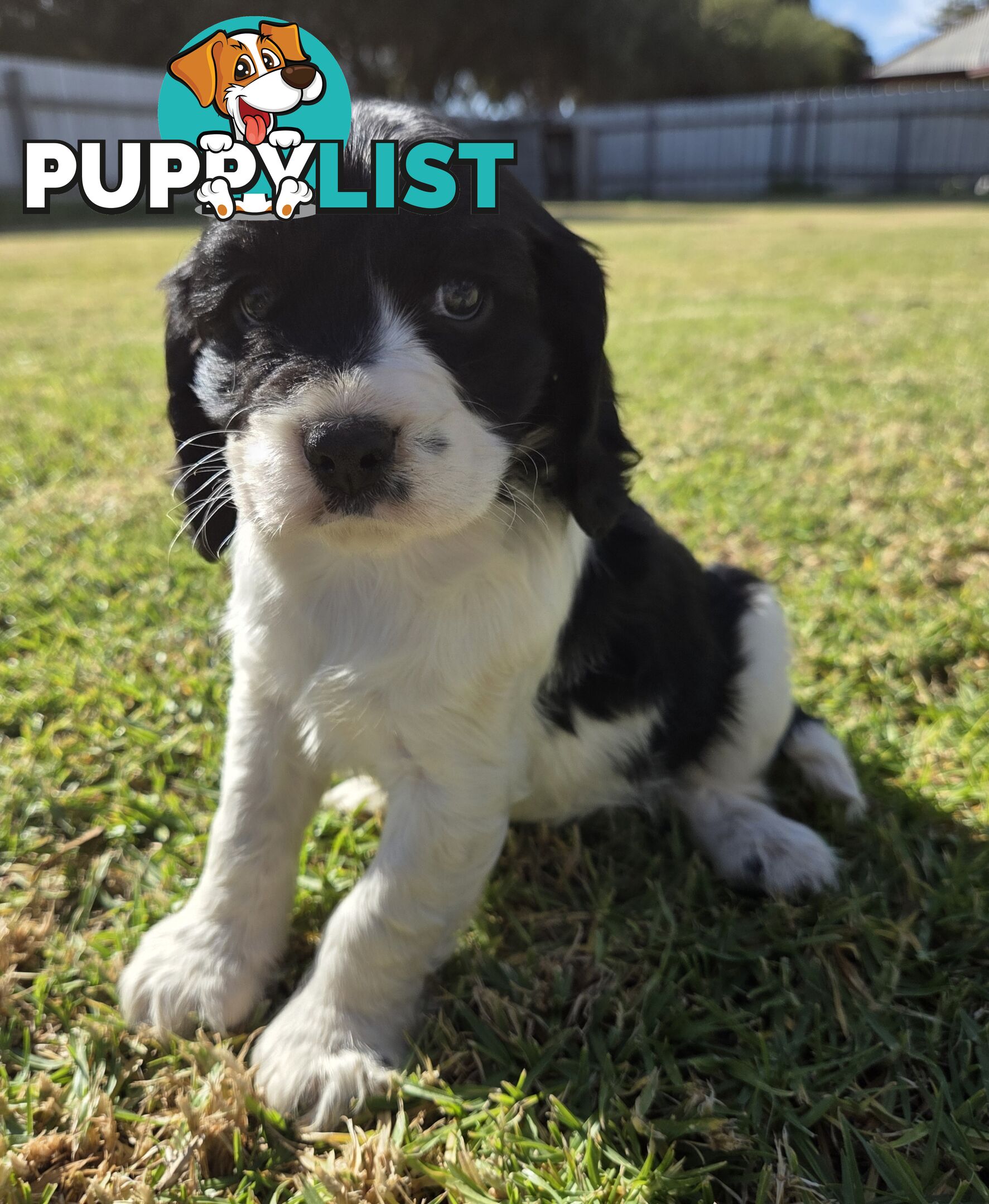 Cockalier Puppies for sale