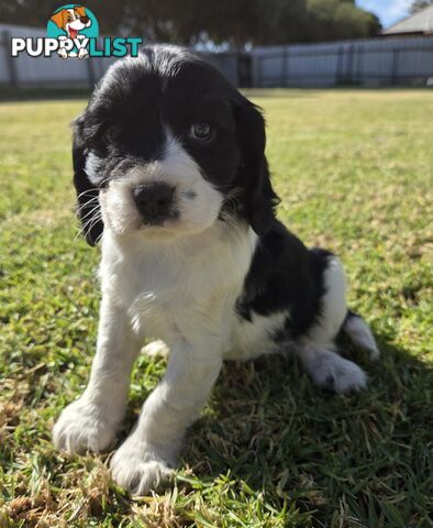 Cockalier Puppies for sale
