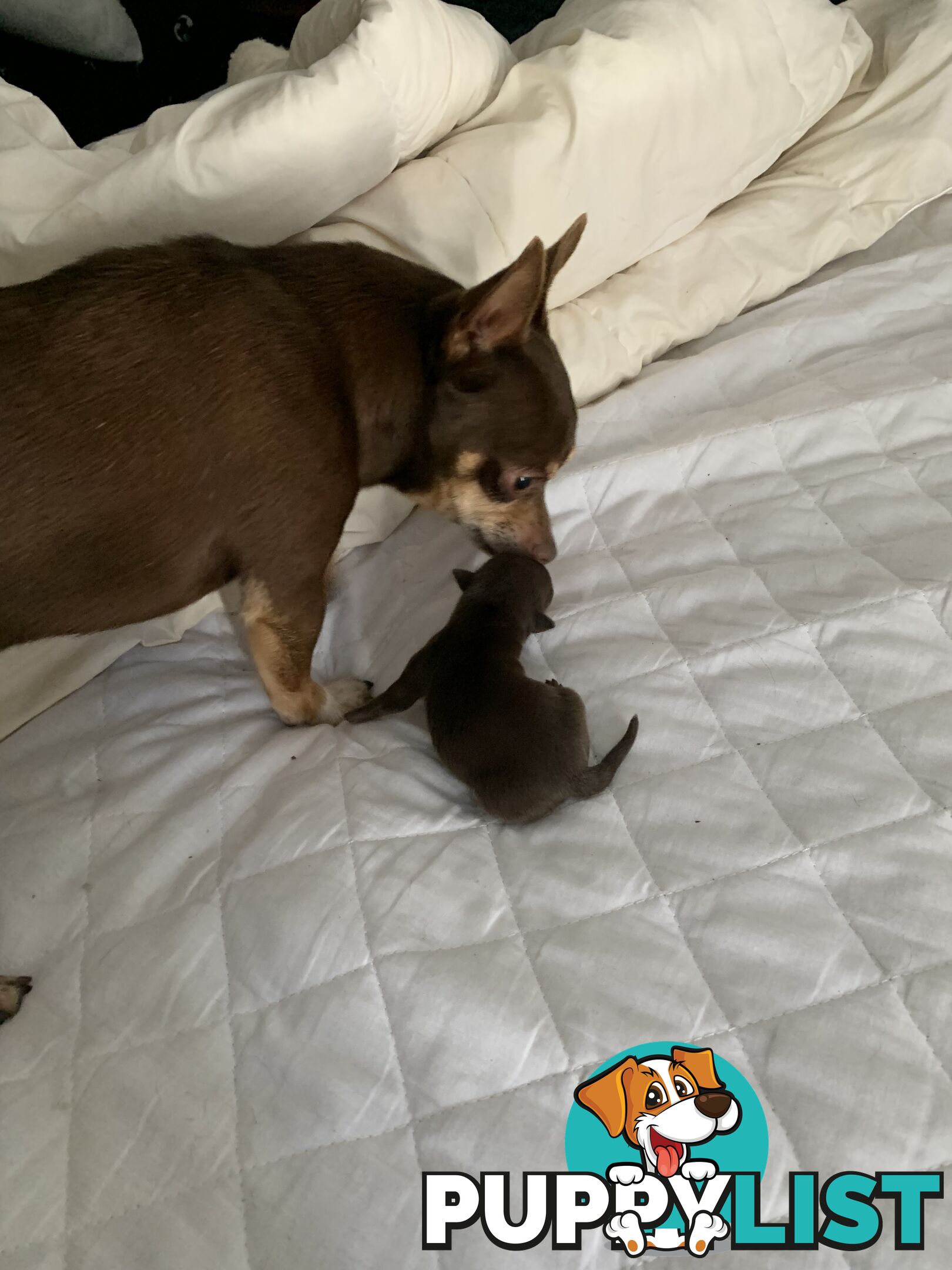 CHIHUAHUA BABIES