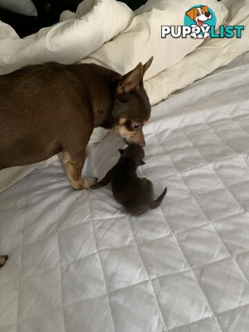 CHIHUAHUA BABIES