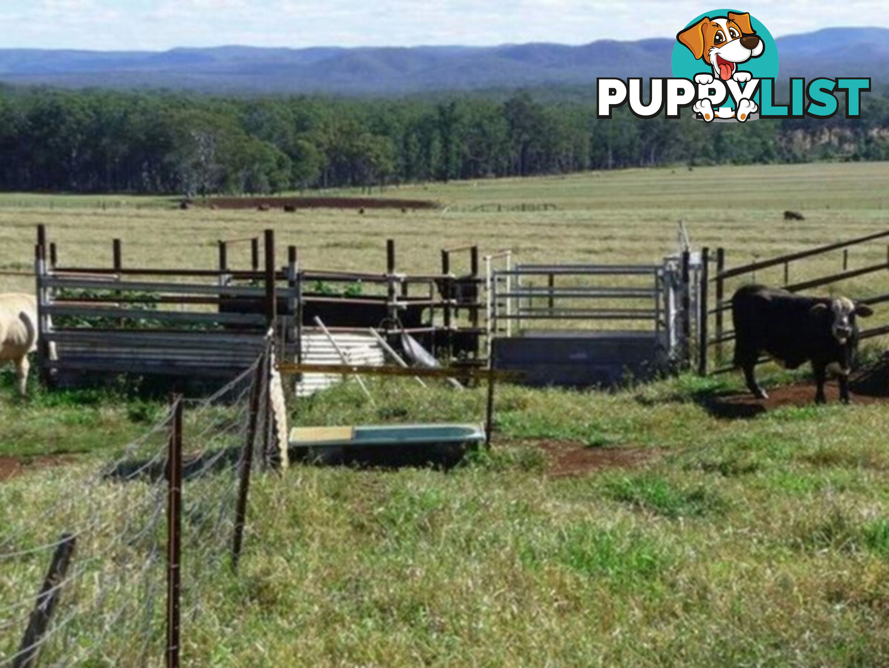 523 Longlands Gap Road WONDECLA QLD 4887