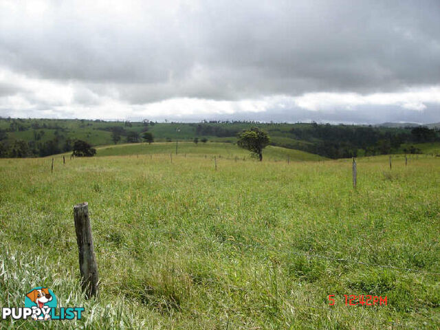 MILLAA MILLAA QLD 4886