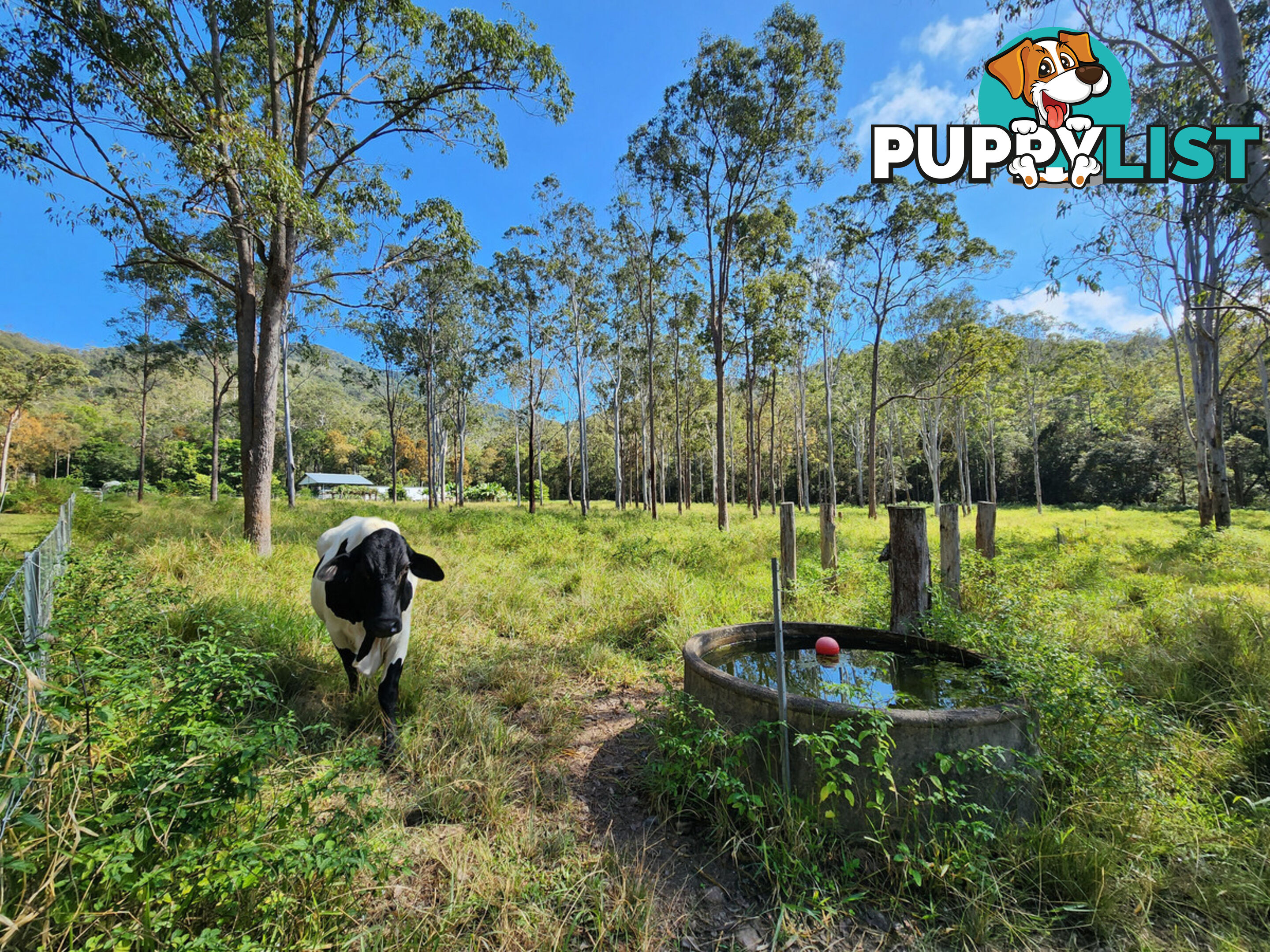 830 Herberton Road WONGABEL QLD 4883