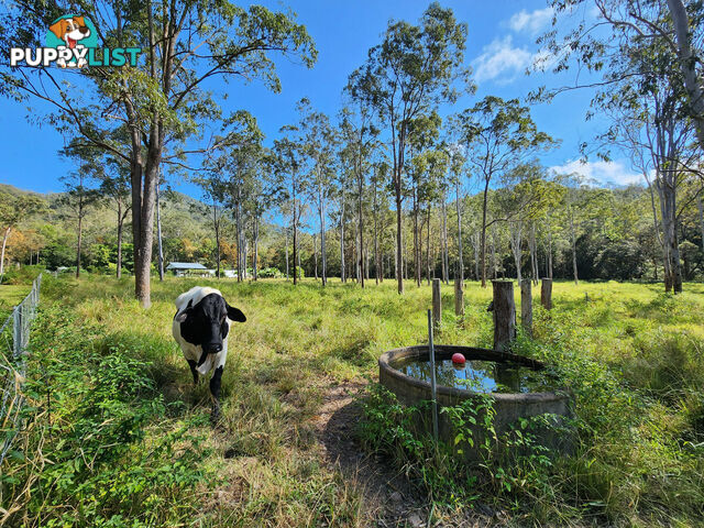 830 Herberton Road WONGABEL QLD 4883