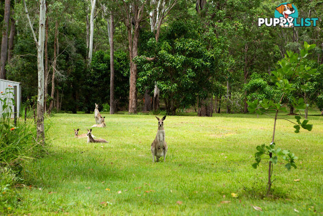 45 Greys Lane RAVENSHOE QLD 4888