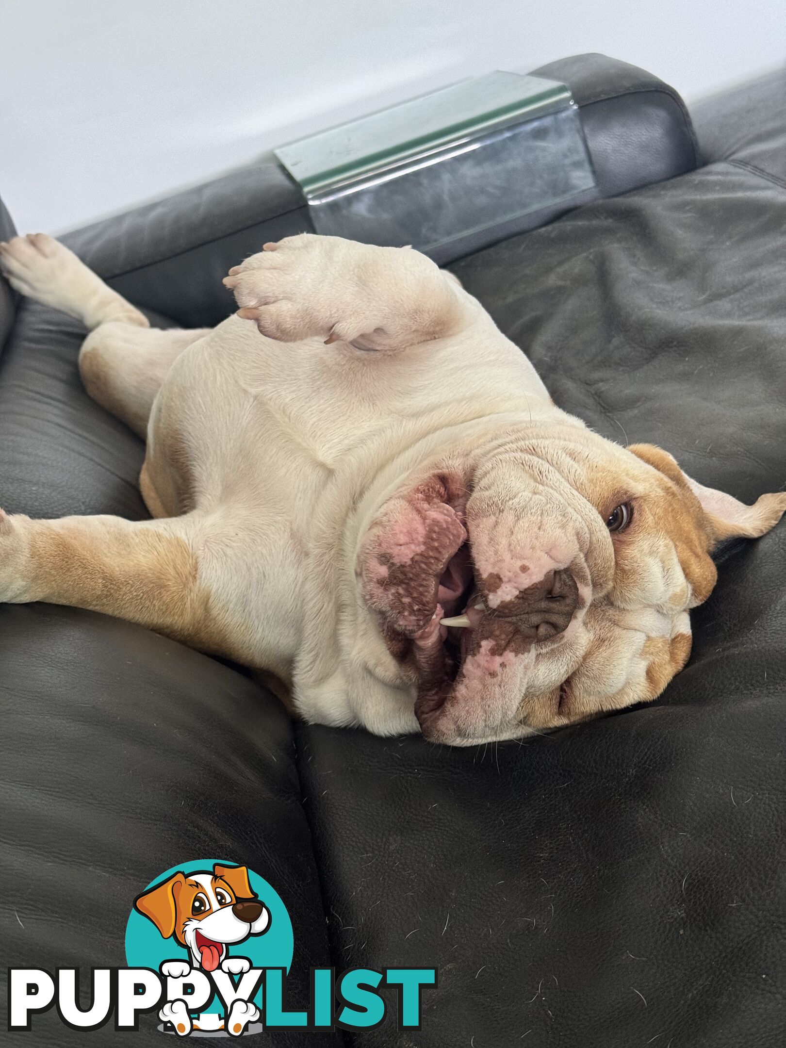 Male British Bulldog