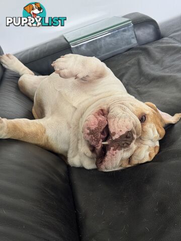 Male British Bulldog