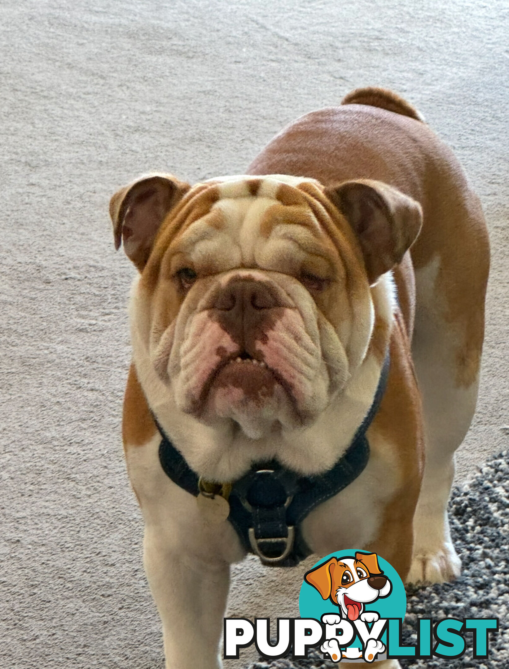 Male British Bulldog