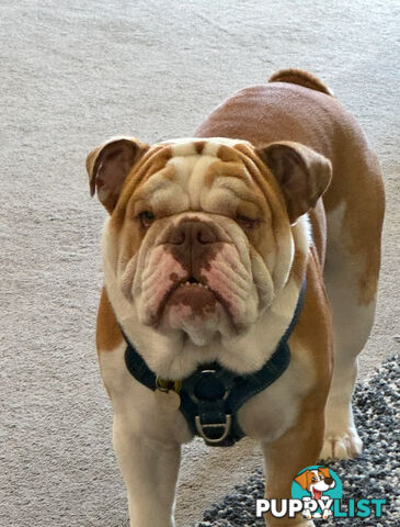 Male British Bulldog