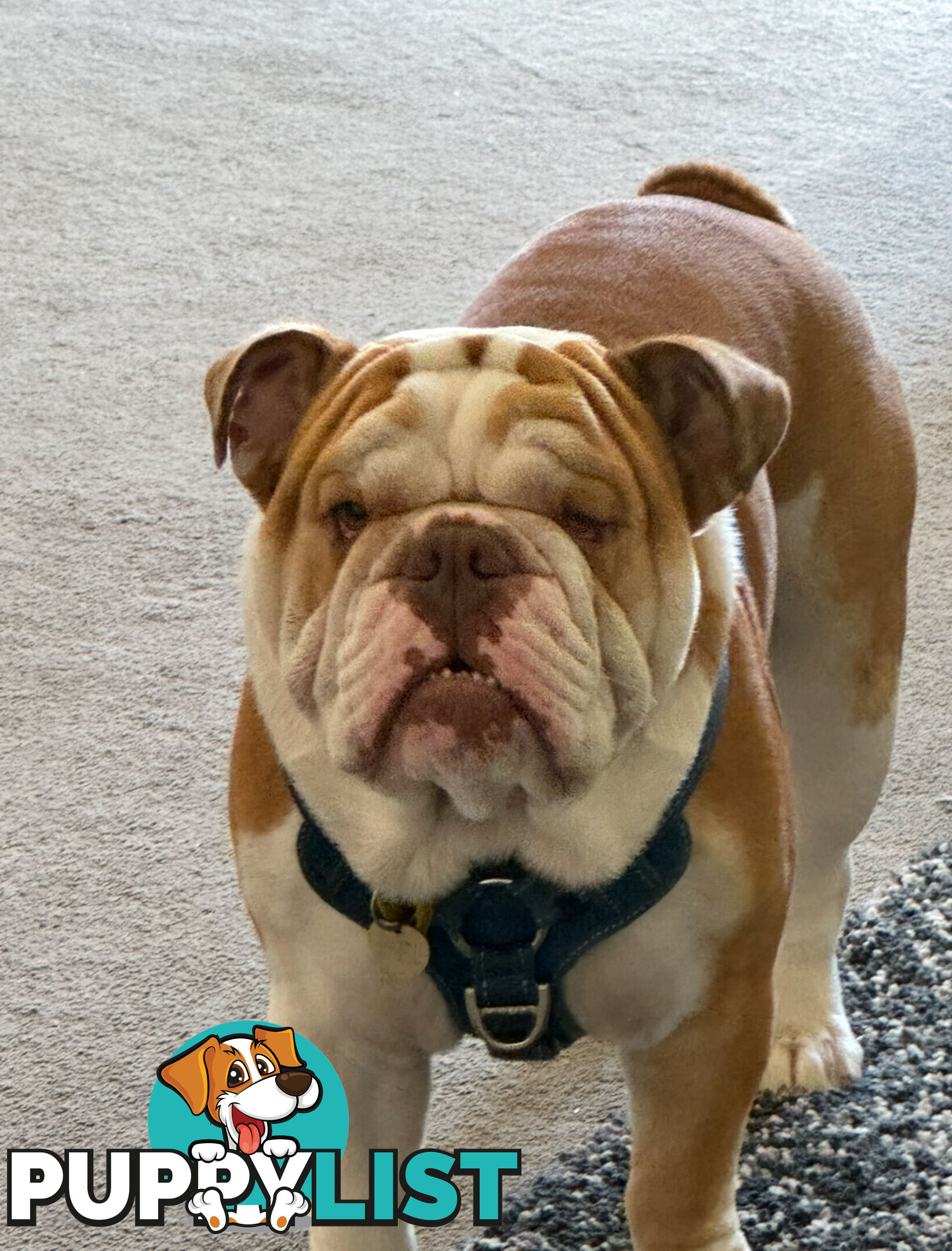Male British Bulldog