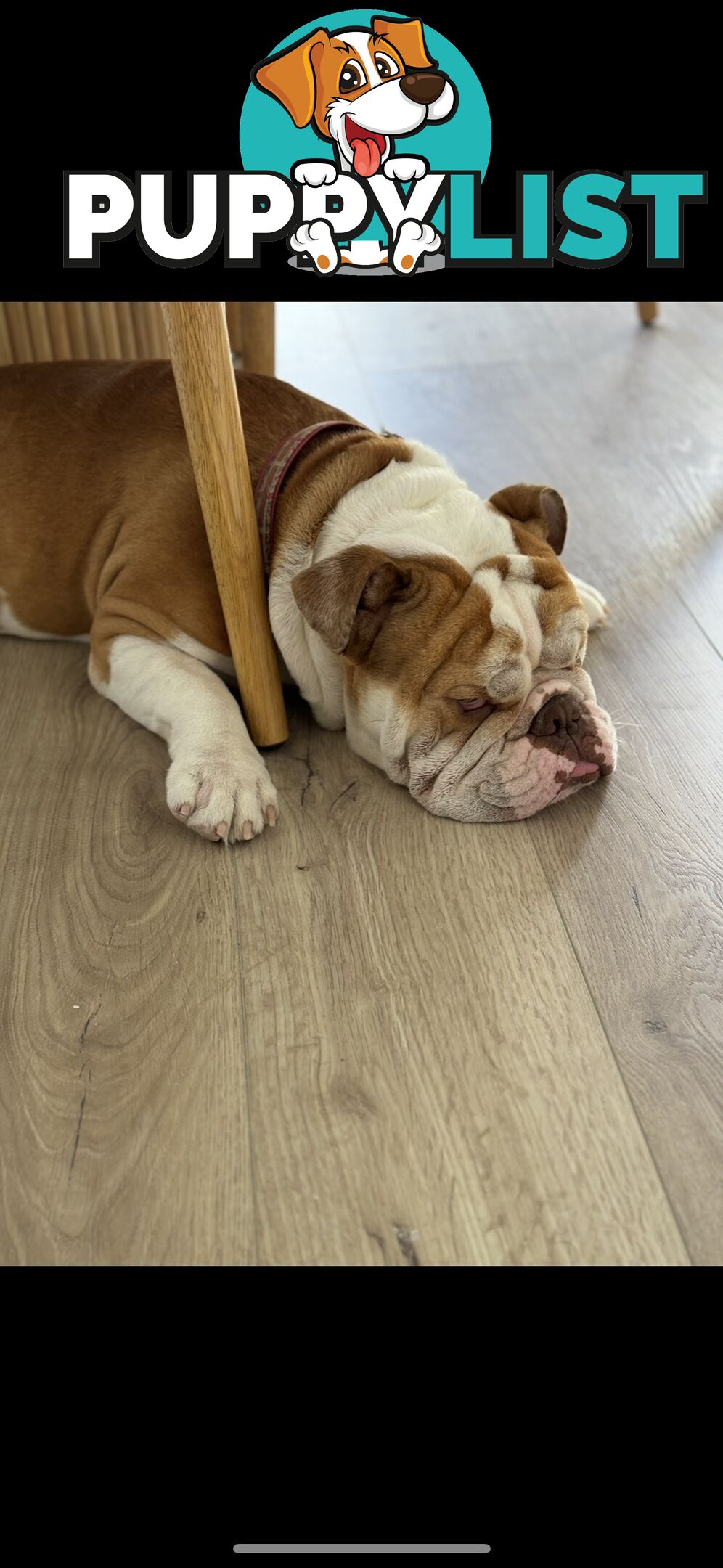 Male British Bulldog