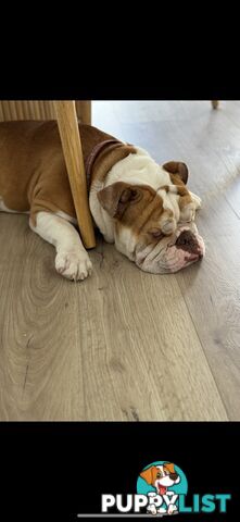 Male British Bulldog