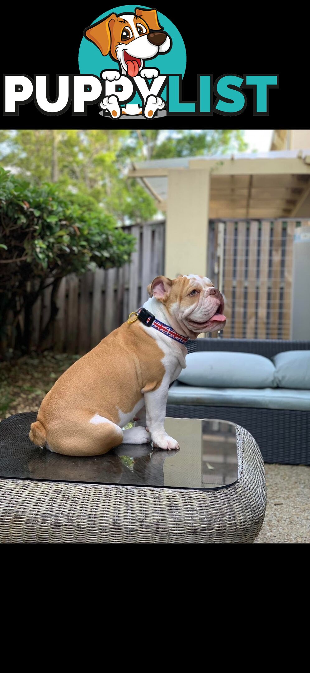 Male British Bulldog
