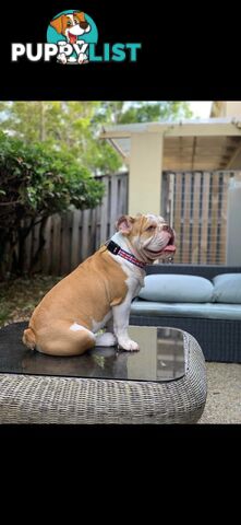 Male British Bulldog