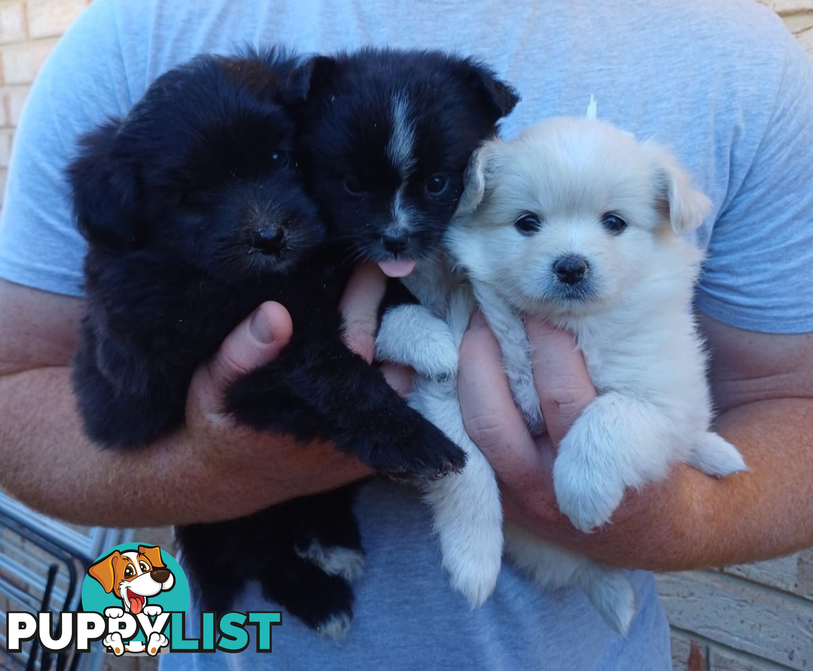 Pomoodle Puppies for Sale