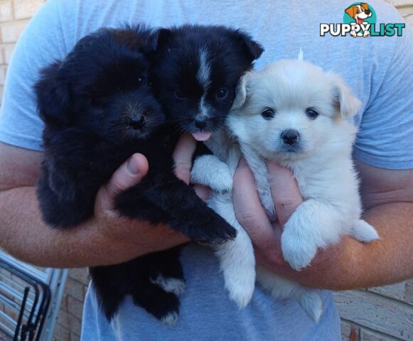 Pomoodle Puppies for Sale