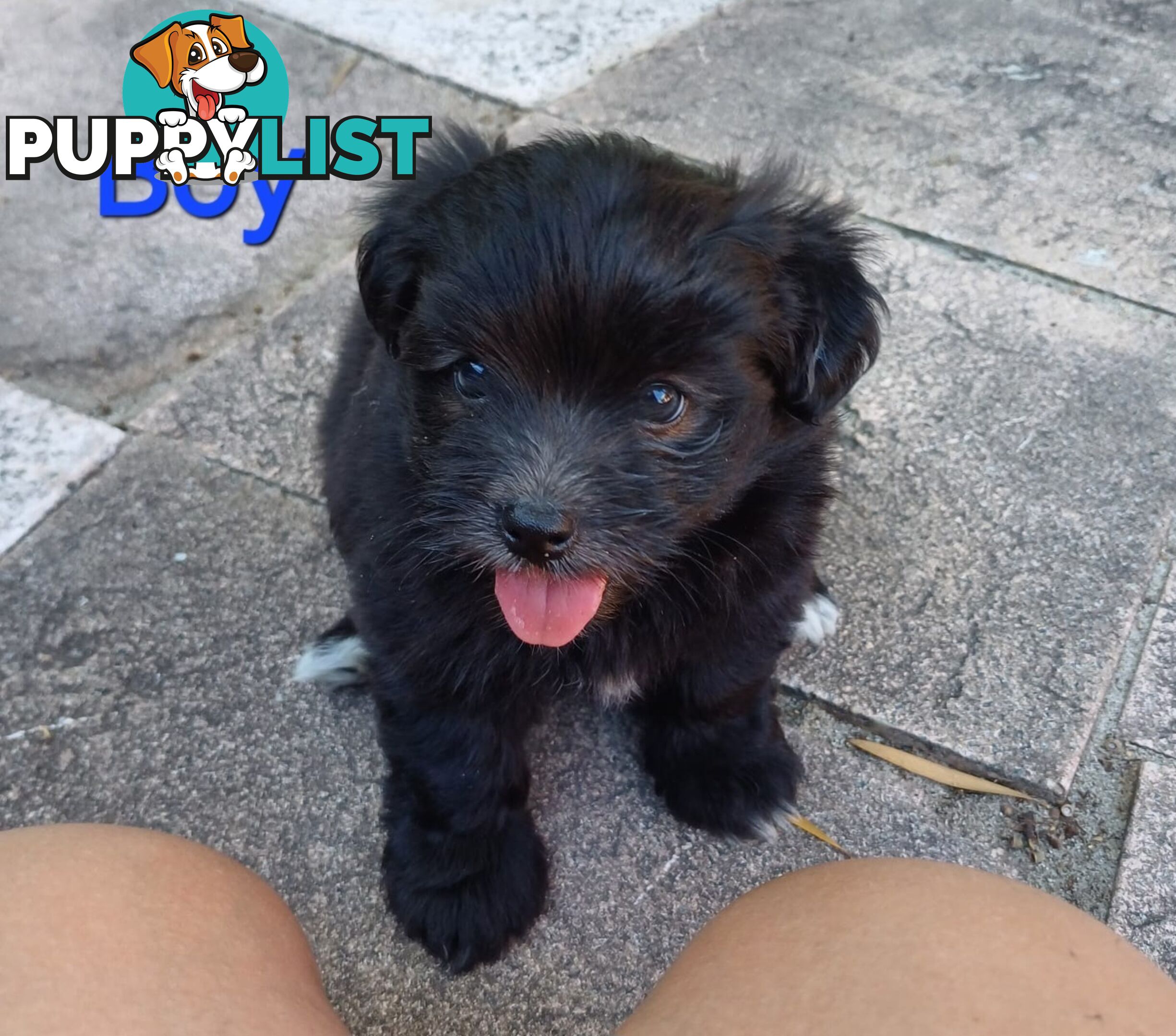 Pomoodle Puppies for Sale