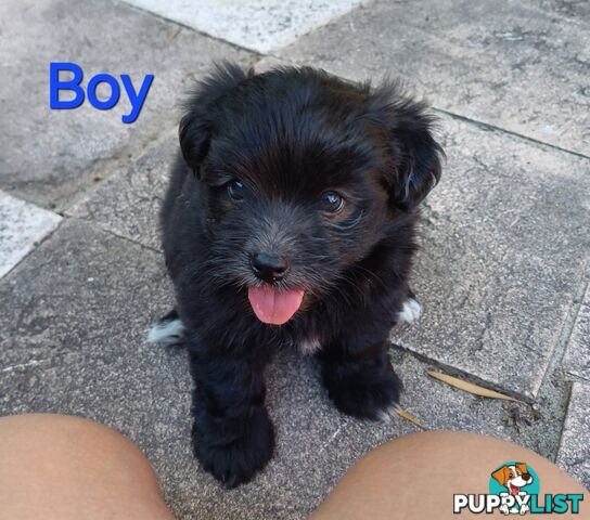 Pomoodle Puppies for Sale