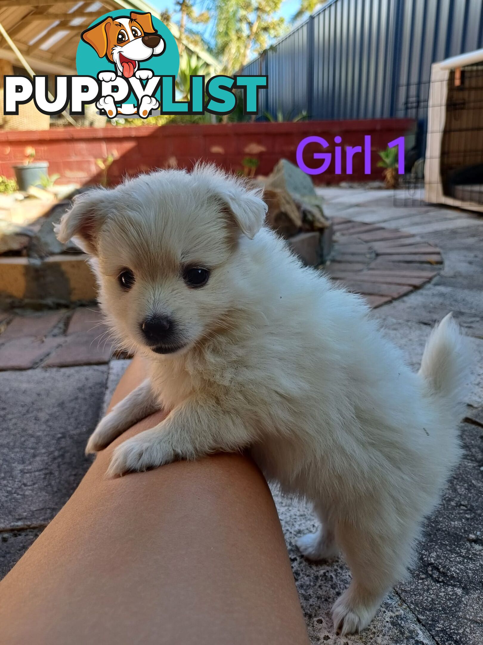 Pomoodle Puppies for Sale