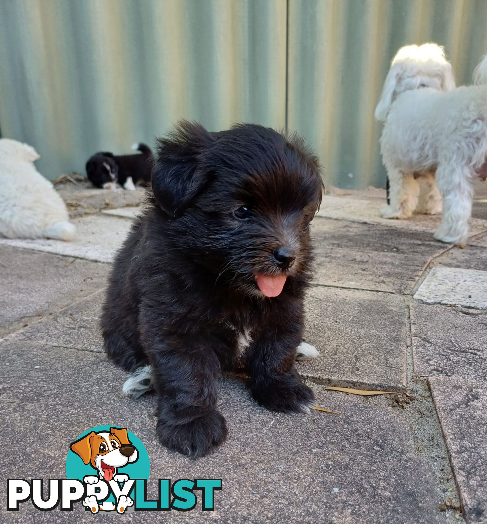 Pomoodle Puppies for Sale